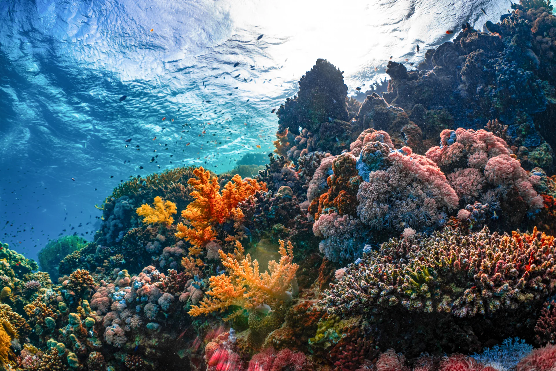 Coral Reef Conservation course Maldives