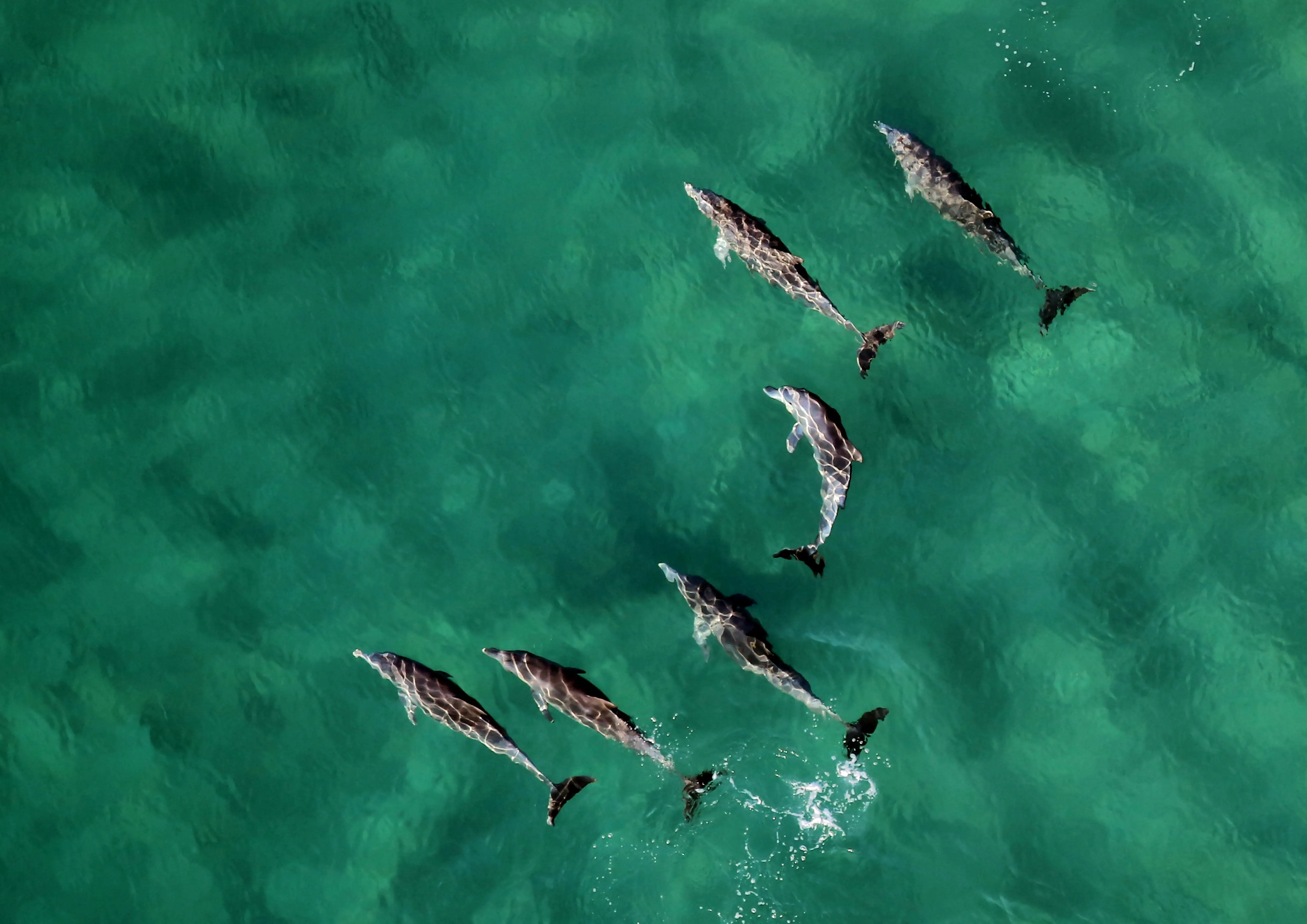 Dolphin Cruise Maldives