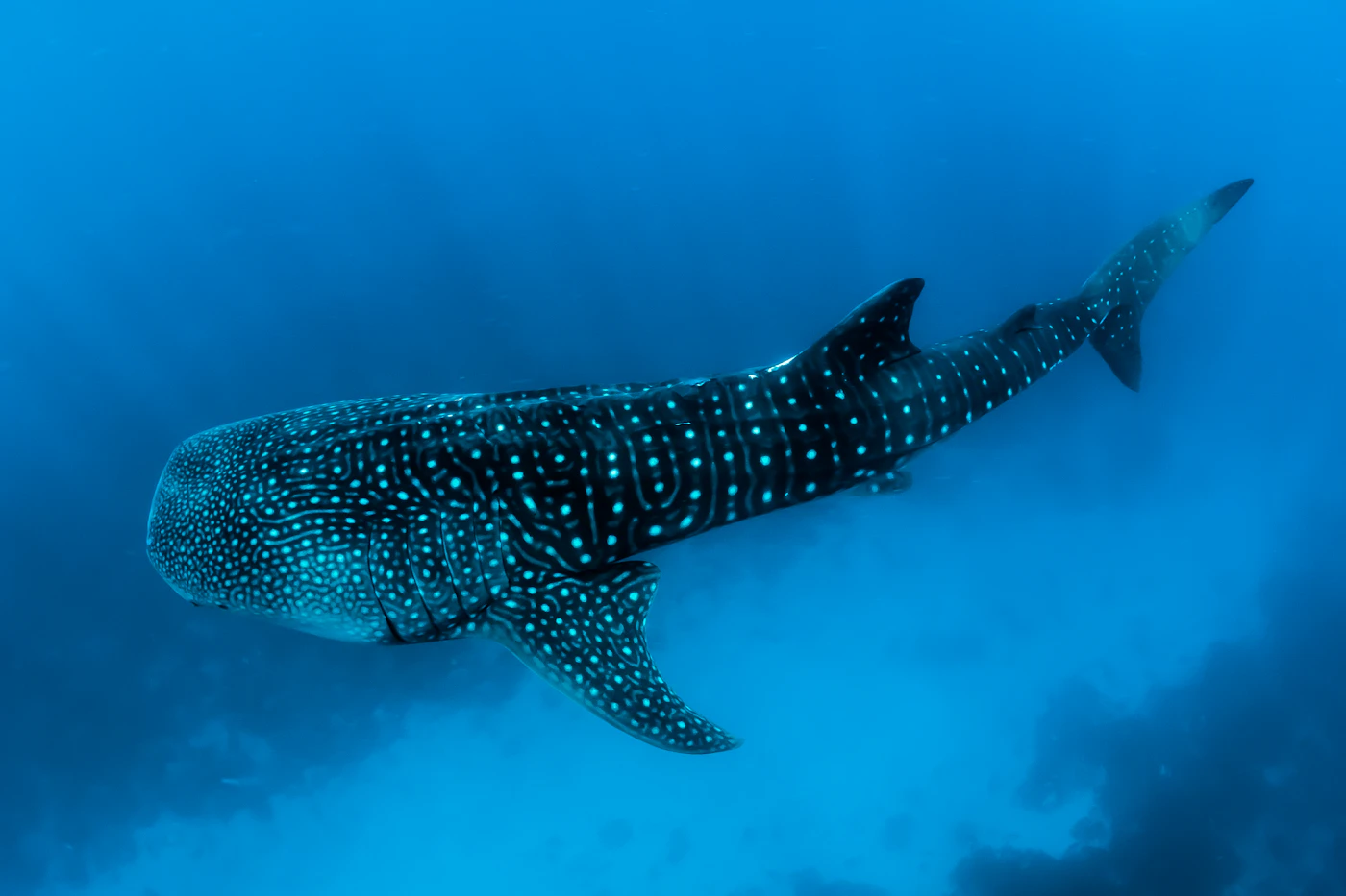 Manta & Whale Shark (Hanifaru) Maldives