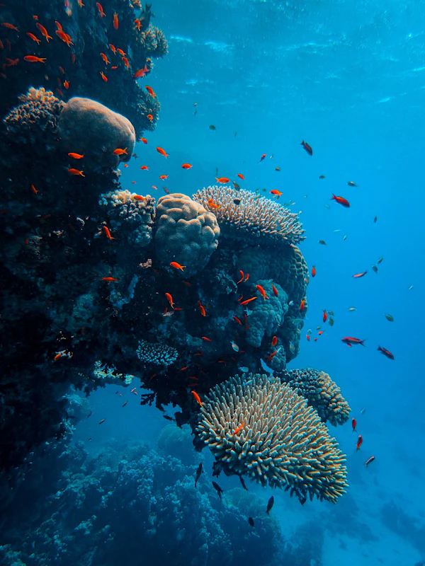 Morning Snorkeling on a Nearby Reef Maldives
