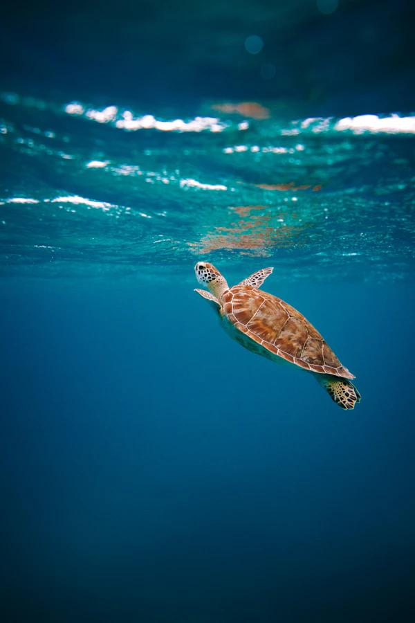 Turtle Quest Maldives