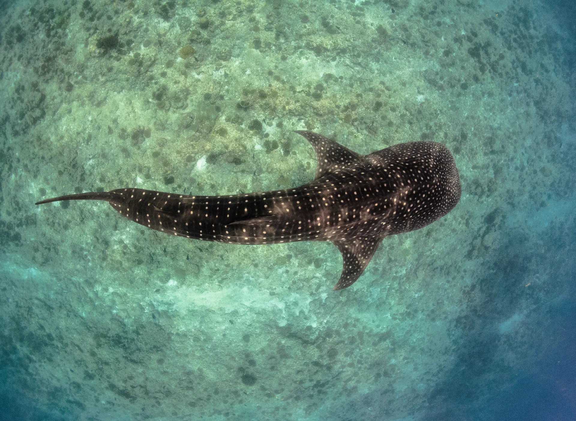 Shark Conservation course Maldives